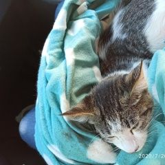 Подробнее об объявлении «Найдена кошка домашняя. Санкт-Петербург» Фото: найдена кошка  «Найдена кошка домашняя. Санкт-Петербург» в г. Санкт-Петербург