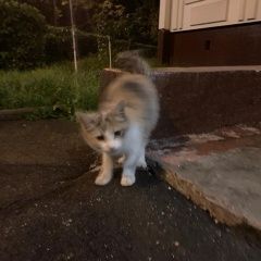 Подробнее об объявлении «Москва Найдена кошка» Фото: найдена кошка  «Москва Найдена кошка» в г. Москва