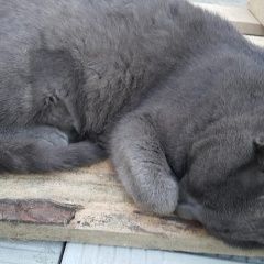 Подробнее об объявлении «Москва Найдена кошка» Фото: найдена кошка Русская голубая «Москва Найдена кошка» в г. Москва