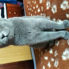 Подробнее об объявлении «Москва Найдена кошка шотландской породы» Фото: найдена кошка  «Москва Найдена кошка шотландской породы» в г. Москва