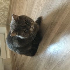 Подробнее об объявлении «Краснодар Найдена кошка» Фото: найдена кошка  «Краснодар Найдена кошка» в г. Краснодар