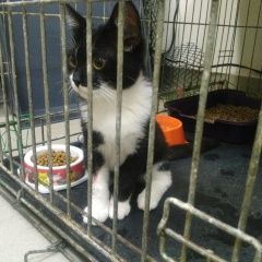 Подробнее об объявлении «Москва Найден кот» Фото: найдена кошка  «Москва Найден кот» в г. Москва