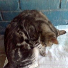 Подробнее об объявлении «Найден кот Санкт-Петербург» Фото: найдена кошка  «Найден кот Санкт-Петербург» в г. Санкт-Петербург