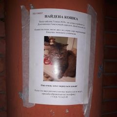 Подробнее об объявлении «Москва Найдена кошка 06 июля кошечка» Фото: найдена кошка  «Москва Найдена кошка 06 июля кошечка» в г. Москва