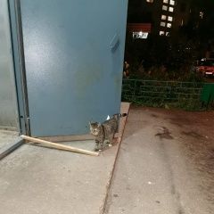 Подробнее об объявлении «Москва Найдена кошка» Фото: найдена кошка  «Москва Найдена кошка» в г. Москва