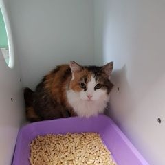 Подробнее об объявлении «Москва Найдена кошка без хвоста» Фото: найдена кошка  «Москва Найдена кошка без хвоста» в г. Москва