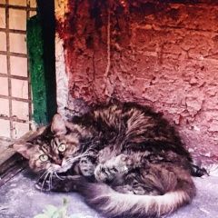 Подробнее об объявлении «Москва Найдена кошка кошечка в отрадном(свао)» Фото: найдена кошка  «Москва Найдена кошка кошечка в отрадном(свао)» в г. Москва