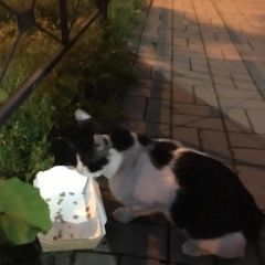 Подробнее об объявлении «Найдена кошка кот. Санкт-Петербург» Фото: найдена кошка  «Найдена кошка кот. Санкт-Петербург» в г. Санкт-Петербург