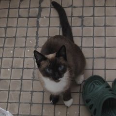 Подробнее об объявлении «Москва Найдена кошка   - ювао» Фото: найдена кошка Сиамская «Москва Найдена кошка   - ювао» в г. Москва