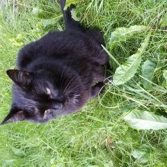Подробнее об объявлении «Москва Найдена кошка черная кошка» Фото: найдена кошка  «Москва Найдена кошка черная кошка» в г. Москва