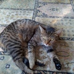 Подробнее об объявлении «Москва Найдена кошка» Фото: найдена кошка  «Москва Найдена кошка» в г. Москва