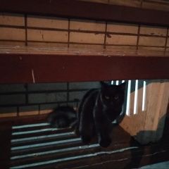 Подробнее об объявлении «Найдена кошка черный кот новочеркасская Санкт-Петербург» Фото: найдена кошка  «Найдена кошка черный кот новочеркасская...» в г. Санкт-Петербург