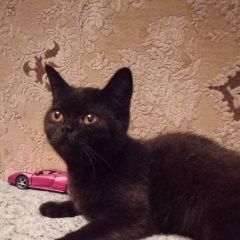 Подробнее об объявлении «Ангарск Найдена кошка черная британочка» Фото: найдена кошка Британская короткошерстная «Ангарск Найдена кошка черная британочка» в г. Ангарск