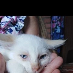 Подробнее об объявлении «Найден котёнок, возраст около 2-3 мес Можайск» Фото: найдена кошка  «Найден котёнок, возраст около 2-3 мес Можайск» в г. Можайск