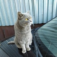 Подробнее об объявлении «Москва Найден кот» Фото: найдена кошка  «Москва Найден кот» в г. Москва