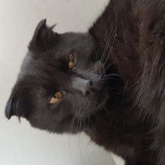 Подробнее об объявлении «Найден кот шотландский вислоухий Лыткарино» Фото: найдена кошка  «Найден кот шотландский вислоухий Лыткарино» в г. Лыткарино