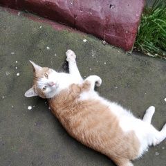 Подробнее об объявлении «Москва Найден кот» Фото: найдена кошка  «Москва Найден кот» в г. Москва