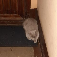 Подробнее об объявлении «Найдена кошка спб морской пехоты Санкт-Петербург» Фото: найдена кошка  «Найдена кошка спб морской пехоты Санкт-Петербург» в г. Санкт-Петербург