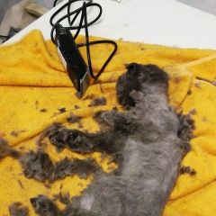 Подробнее об объявлении «Москва Найдена кошка взрослая шотландская вислоух коломенская» Фото: найдена кошка  «Москва Найдена кошка взрослая шотландская...» в г. Москва