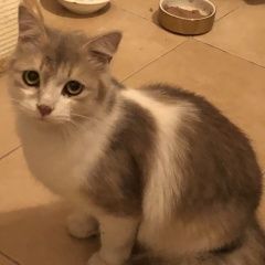 Подробнее об объявлении «Москва Найдена кошка в районе улицы удальцова 87» Фото: найдена кошка  «Москва Найдена кошка в районе улицы удальцова 87» в г. Москва