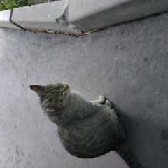 Подробнее об объявлении «Москва Найдена кошка» Фото: найдена кошка  «Москва Найдена кошка» в г. Москва