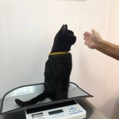 Подробнее об объявлении «Москва Найден кот черный кот в желтом ошейнике» Фото: найдена кошка  «Москва Найден кот черный кот в желтом ошейнике» в г. Москва