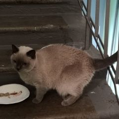 Подробнее об объявлении «Москва Найдена кошка. предположительно, тайская» Фото: найдена кошка Тайская «Москва Найдена кошка. предположительно, тайская» в г. Москва