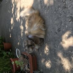 Подробнее об объявлении «Найдена кошка Энгельс» Фото: найдена кошка  «Найдена кошка Энгельс» в г. Энгельс
