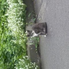 Подробнее об объявлении «Найдена кошка кировский р-н Санкт-Петербург» Фото: найдена кошка  «Найдена кошка кировский р-н Санкт-Петербург» в г. Санкт-Петербург