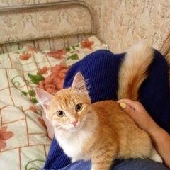 Подробнее об объявлении «Найдена кошка Казань» Фото: найдена кошка  «Найдена кошка Казань» в г. Казань