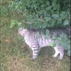 Подробнее об объявлении «Москва Найдена кошка серая с розовым ошейником. марьино.» Фото: найдена кошка  «Москва Найдена кошка серая с розовым ошейником....» в г. Москва