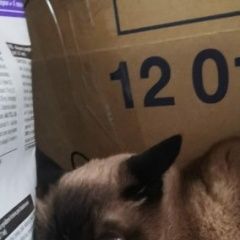 Подробнее об объявлении «Москва Найдена кошка» Фото: найдена кошка  «Москва Найдена кошка» в г. Москва