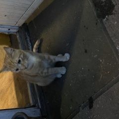 Подробнее об объявлении «Москва Найден кот молодой котик рыжий (некрасовка, люберцы)» Фото: найдена кошка  «Москва Найден кот молодой котик рыжий...» в г. Москва