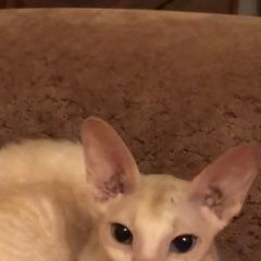 Подробнее об объявлении «Найдена кошка ищу хозяев Санкт-Петербург» Фото: найдена кошка Корниш-рекс «Найдена кошка ищу хозяев Санкт-Петербург» в г. Санкт-Петербург