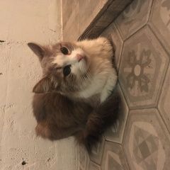 Подробнее об объявлении «Москва Найдена кошка район перово/новогиреево» Фото: найдена кошка  «Москва Найдена кошка район перово/новогиреево» в г. Москва