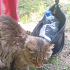 Подробнее об объявлении «Москва Найден кот серого цвета, пушистый» Фото: найдена кошка  «Москва Найден кот серого цвета, пушистый» в г. Москва
