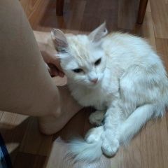 Подробнее об объявлении «Краснодар Найдена кошка в красном ошейнике, район чмр» Фото: найдена кошка  «Краснодар Найдена кошка в красном ошейнике,...» в г. Краснодар