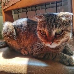 Подробнее об объявлении «Ставрополь Найдена кошка..» Фото: найдена кошка  «Ставрополь Найдена кошка..» в г. Ставрополь