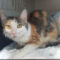 Подробнее об объявлении «Москва Найдена кошка» Фото: найдена кошка  «Москва Найдена кошка» в г. Москва