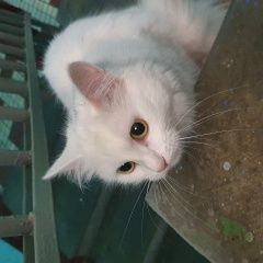 Подробнее об объявлении «Москва Найдена кошка белая маленькая кошка» Фото: найдена кошка  «Москва Найдена кошка белая маленькая кошка» в г. Москва