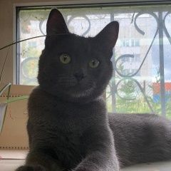 Подробнее об объявлении «Москва Найден кот серо-голубой» Фото: найдена кошка  «Москва Найден кот серо-голубой» в г. Москва