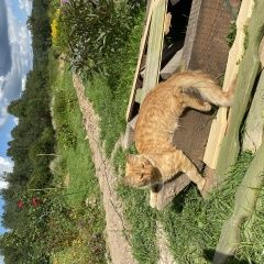 Подробнее об объявлении «Найден кот рыжий молодой кот Дмитров» Фото: найдена кошка  «Найден кот рыжий молодой кот Дмитров» в г. Дмитров