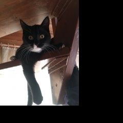 Подробнее об объявлении «Екатеринбург Найден кот» Фото: найдена кошка  «Екатеринбург Найден кот» в г. Екатеринбург