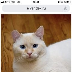 Подробнее об объявлении «Москва Найден кот таец сил/ред поинт» Фото: найдена кошка Тайская «Москва Найден кот таец сил/ред поинт» в г. Москва