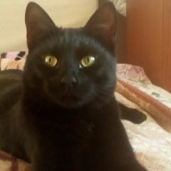 Подробнее об объявлении «Видное Найден кот..» Фото: найдена кошка  «Видное Найден кот..» в г. Видное