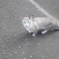 Подробнее об объявлении «Москва Найден кот» Фото: найдена кошка  «Москва Найден кот» в г. Москва