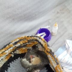 Подробнее об объявлении «Москва Найдена кошка помогите выкормить котят» Фото: найдена кошка  «Москва Найдена кошка помогите выкормить котят» в г. Москва