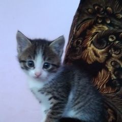 Подробнее об объявлении «Краснодар Найдена кошка пристраиваются котята» Фото: найдена кошка  «Краснодар Найдена кошка пристраиваются котята» в г. Краснодар