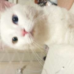 Подробнее об объявлении «Найден кот Некрасовка» Фото: найдена кошка  «Найден кот Некрасовка» в г. Некрасовка