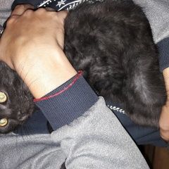 Подробнее об объявлении «Курск Найден кот помогите найти хозяина» Фото: найдена кошка  «Курск Найден кот помогите найти хозяина» в г. Курск